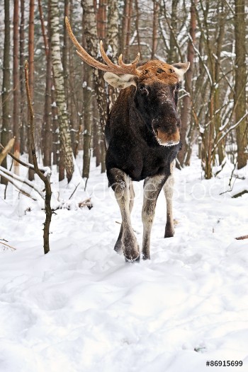 Picture of Elk winter